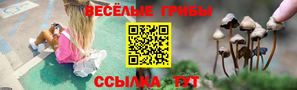 Псилоцибиновые грибы Psilocybe  где купить наркоту  Боровичи 